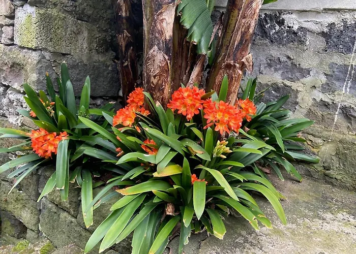 Dom wakacyjny Maria's Haven